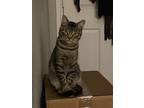 Adopt Jelly a Brown Tabby Tabby / Mixed (medium coat) cat in Denton
