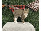 Adopt BOOTS a Brown or Chocolate Domestic Mediumhair / Mixed (medium coat) cat