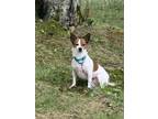 Adopt Chachi a White - with Tan, Yellow or Fawn Rat Terrier / Mixed dog in White
