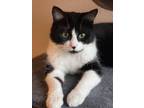Adopt Zari a Black & White or Tuxedo Domestic Shorthair / Mixed (short coat) cat