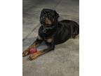 Adopt Reina a Black - with Tan, Yellow or Fawn Rottweiler / Mixed dog in Corona