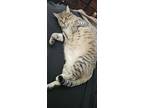 Adopt Mr. McMittens a Brown Tabby Tabby / Mixed (medium coat) cat in Denver