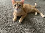 Adopt Simba a Tan or Fawn American Shorthair / Mixed (short coat) cat in