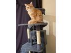 Adopt Tigger a Orange or Red (Mostly) Tabby / Mixed (long coat) cat in San