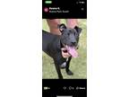 Adopt No name a Black Labrador Retriever / Mixed dog in Buena Park