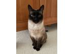 Adopt Talia a Siamese / Mixed cat in Escondido, CA (41480924)