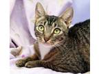Adopt Kemima a Brown Tabby Domestic Shorthair (short coat) cat in Seminole Blvd