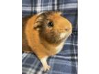 Adopt Cookie a Orange Guinea Pig (short coat) small animal in Edinburg