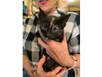 Adopt Tiny Tuna a Tortoiseshell Domestic Shorthair cat in Tracy, CA (41480966)