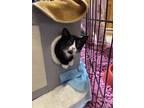 Adopt Socksy Boy a Black & White or Tuxedo Domestic Shorthair cat in Tracy