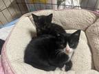 Adopt Chunky a Black & White or Tuxedo Domestic Shorthair cat in Tracy