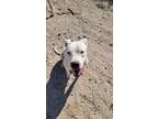 Adopt Clio a White Dogo Argentino / Mixed dog in Phoenix, AZ (41480932)