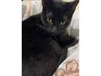 Adopt Onyx and Milo a All Black Bombay / Mixed (short coat) cat in San Diego