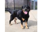 Adopt BAILEY a Rottweiler, Mixed Breed
