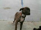 Adopt LUCIA a Brindle - with White Plott Hound / Mixed dog in Houston