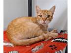 Adopt Armstrong a Orange or Red Domestic Shorthair / Mixed (short coat) cat in