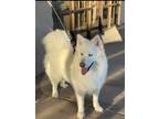 Adopt Ghost a White Husky / Mixed dog in Phoenix, AZ (41480646)