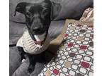Adopt Lottie a Black Labrador Retriever / Chiweenie / Mixed dog in Roebuck