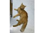 Adopt Ember a Orange or Red Tabby Tabby / Mixed (medium coat) cat in Dallas