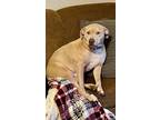 Adopt Bosa a Tan/Yellow/Fawn American Pit Bull Terrier / Mixed dog in Fort