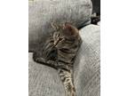 Adopt Luna a Brown Tabby Tabby / Mixed (short coat) cat in Bay City
