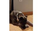 Adopt Maui a Brindle - with White American Pit Bull Terrier / Cane Corso / Mixed
