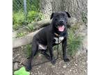 Adopt Rockie a Black American Pit Bull Terrier / Mixed Breed (Medium) dog in