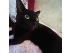 Adopt Umbreon a All Black American Shorthair / Mixed (medium coat) cat in