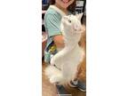 Adopt Snowball a White Turkish Angora / Mixed (long coat) cat in League City