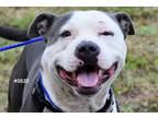 Adopt Muttley a White - with Brown or Chocolate Pit Bull Terrier / Mixed Breed