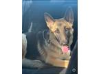 Adopt Shadow a Brown/Chocolate German Shepherd Dog / Mixed dog in Phoenix