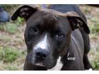 Adopt Willy a Black - with White Pit Bull Terrier / Mixed Breed (Medium) / Mixed
