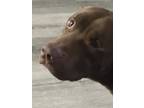 Adopt Peace a Black American Pit Bull Terrier / Labrador Retriever / Mixed dog