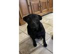 Adopt Tucker a Black Labrador Retriever / Mixed dog in Harrison, OH (41480456)