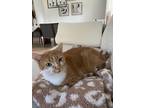 Adopt Ellie a Orange or Red Tabby Domestic Shorthair / Mixed (short coat) cat in