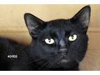 Adopt Pippin a All Black Domestic Shorthair (short coat) cat in Okeechobee