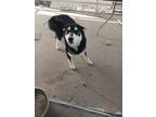 Adopt Demon a Black - with White Husky / Mixed dog in Las Vegas, NV (41480406)
