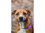 Adopt Hanna a Hound (Unknown Type) / Mixed dog in Raleigh, NC (41480387)