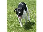 Adopt Bongo a Labrador Retriever / Mixed dog in Cleveland, TN (41478228)