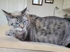 Adopt Loki a Tiger Striped Tabby / Mixed (short coat) cat in Payette