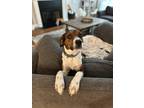 Adopt Dasher a Black - with White Beagle / Foxhound / Mixed dog in Nashville