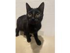 Adopt no name a All Black Bombay / Mixed (medium coat) cat in Stockton