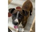 Adopt Ashley a Pit Bull Terrier, Mixed Breed