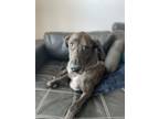 Adopt Rory a Gray/Blue/Silver/Salt & Pepper Great Dane / Mixed dog in Pearland