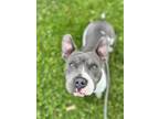 Adopt MACY a Pit Bull Terrier, Mixed Breed