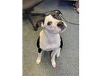 Adopt PASTEL a Pit Bull Terrier, Mixed Breed