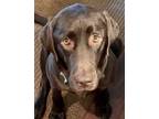 Adopt Josie a Brown/Chocolate Labrador Retriever / Mixed dog in Warrington