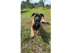 Adopt Trooper a Black - with Tan, Yellow or Fawn Shepherd (Unknown Type) / Mixed