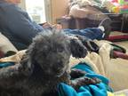 Adopt Harley a Black - with Gray or Silver Poodle (Toy or Tea Cup) / Mixed dog