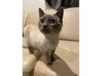 Adopt lyla a White (Mostly) Siamese / Mixed (medium coat) cat in Stockton